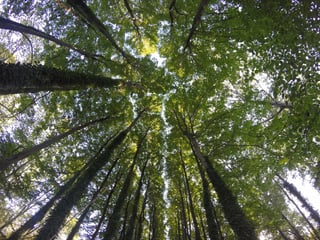 Oak trees looking up.jpg